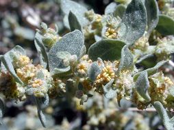 Image of Parry's Saltbush