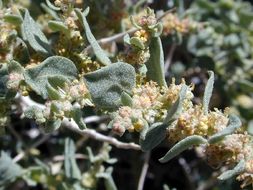 Image of Parry's Saltbush