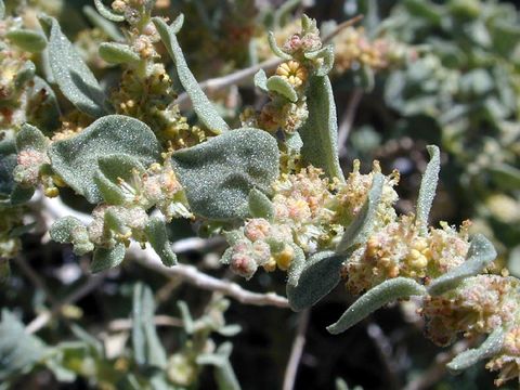 Image de Atriplex parryi S. Wats.