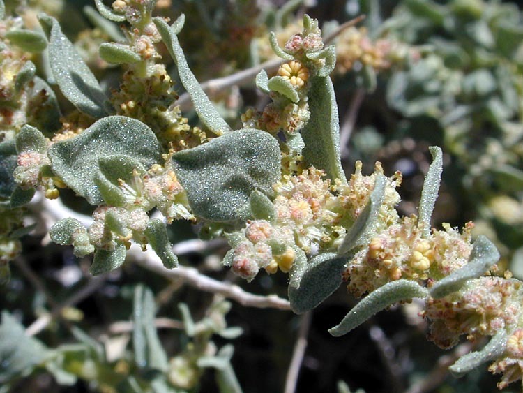 Image of Parry's Saltbush