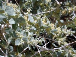 Image of Parry's Saltbush