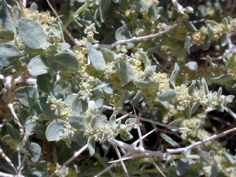 Image de Atriplex parryi S. Wats.