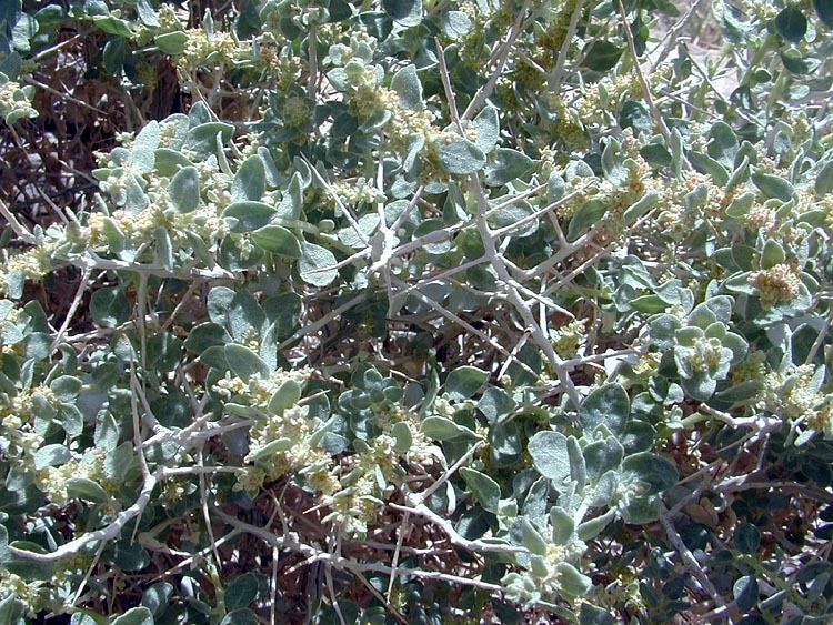 Image of Parry's Saltbush