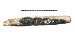 Image of Lambdotherium Cope 1880