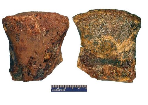 Image of hadrosaurid