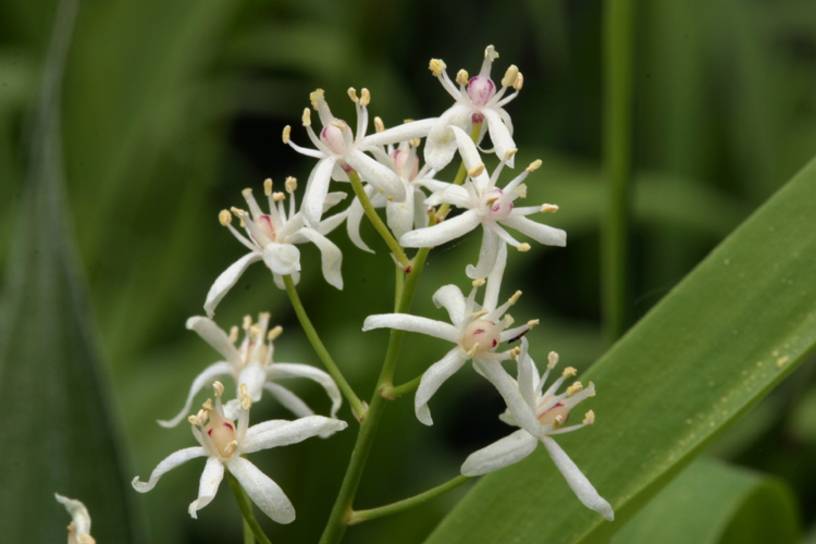 Image of starry false lily of the valley