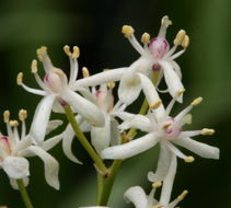 Image of starry false lily of the valley