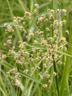 Image of panicled bulrush