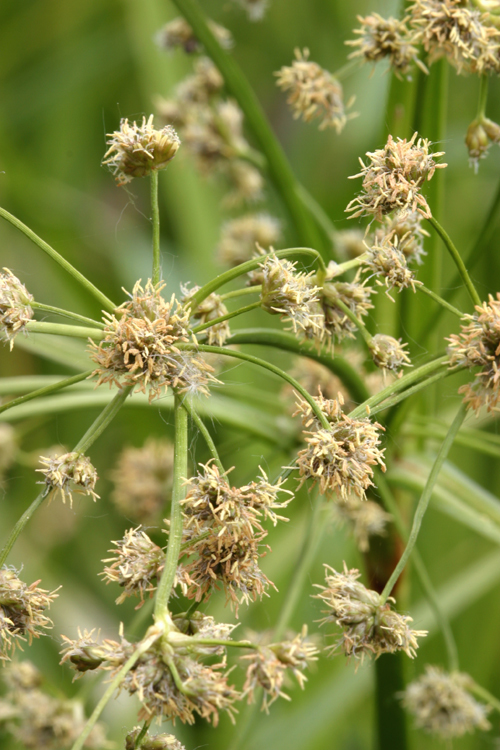 Image of panicled bulrush