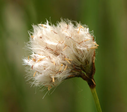 Image of slender cottongrass