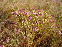 Image of slender centaury