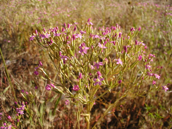 Image of slender centaury