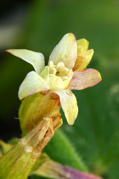 Image of sticky currant