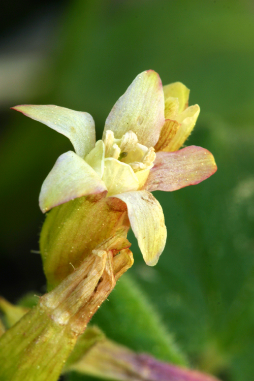 Image de Ribes viscosissimum Pursh