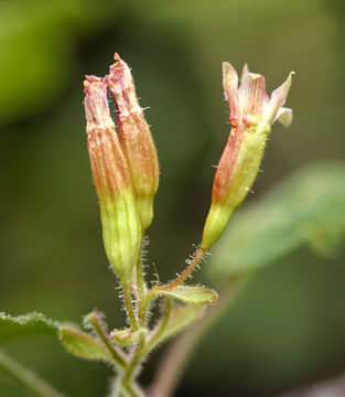 Image of sticky currant