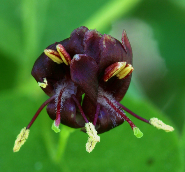 Image of purpleflower honeysuckle