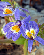 Image of Bach's calicoflower