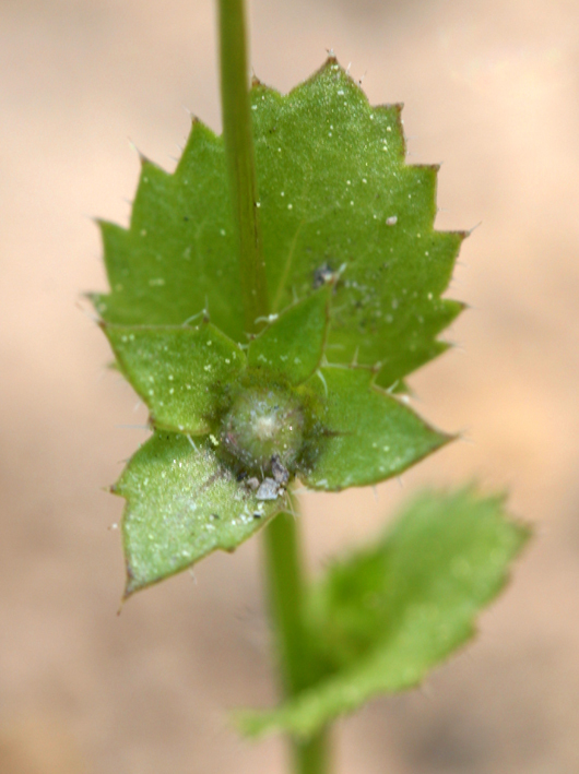 Image of Western Pearlflower