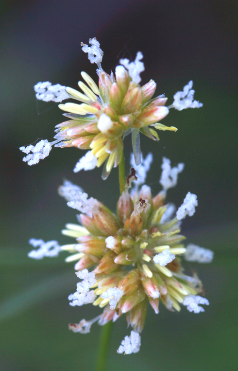 Image of Green-Head Rush