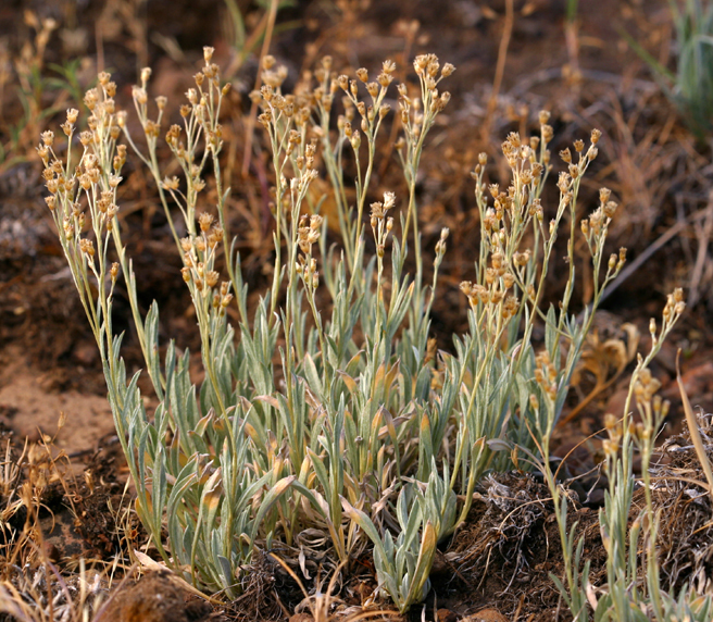 Imagem de Antennaria umbrinella Rydb.