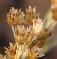 Imagem de Antennaria umbrinella Rydb.