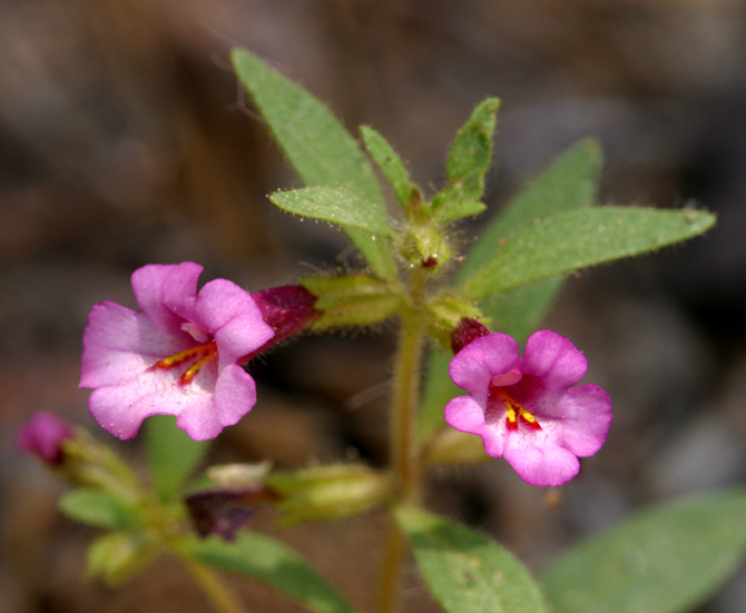 Image of <i>Mimulus torreyi</i>