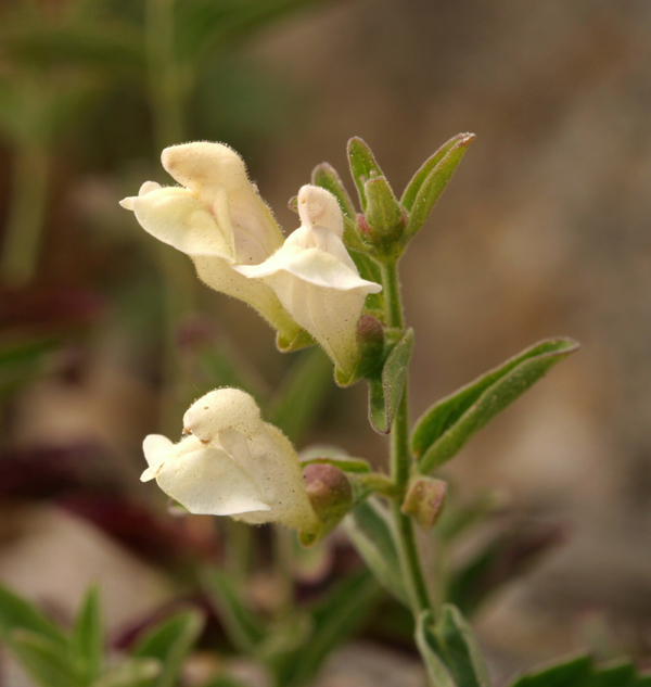 Scutellaria californica A. Gray的圖片