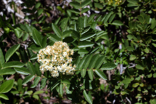 Image of California mountain ash