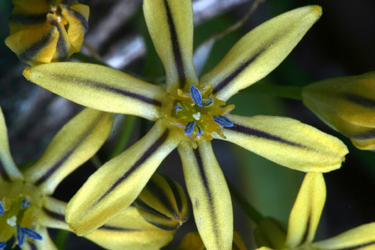 Слика од Triteleia ixioides subsp. anilina (Greene) L. W. Lenz