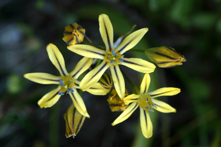 Слика од Triteleia ixioides subsp. anilina (Greene) L. W. Lenz