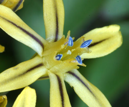 Слика од Triteleia ixioides subsp. anilina (Greene) L. W. Lenz