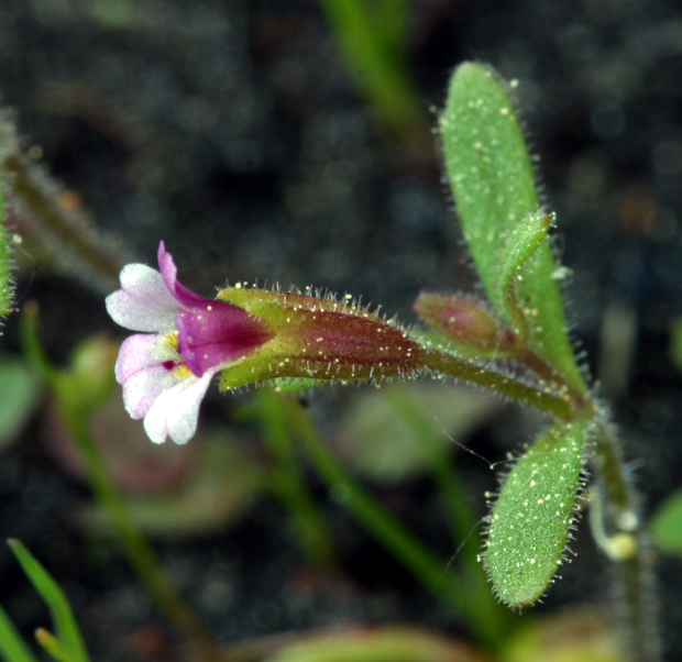 Plancia ëd <i>Mimulus breweri</i>