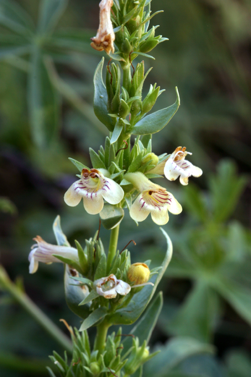 Image of scabland penstemon