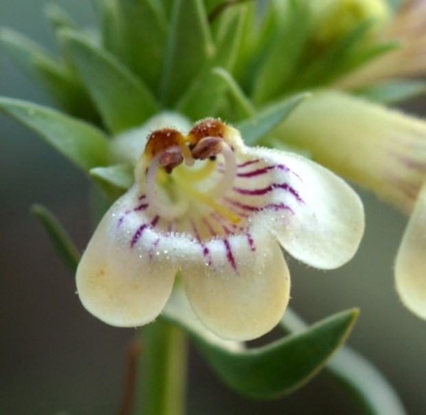 Image of scabland penstemon