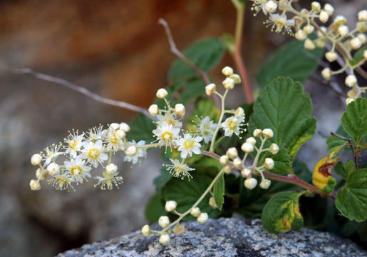 Image of oceanspray