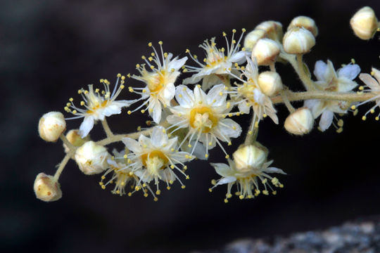 Image of oceanspray