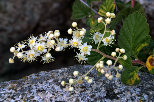 Plancia ëd Holodiscus discolor (Pursh) Maxim.