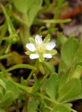 Image of Alpine Pearlwort