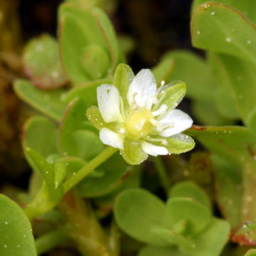 Image of Alpine Pearlwort