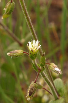 Image of <i>Cerastium fontanum</i> ssp. <i>vulgare</i>