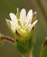 صورة <i>Cerastium fontanum</i> ssp. <i>vulgare</i>