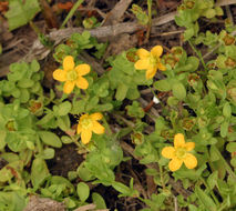 Image de Hypericum anagalloides Cham. & Schltdl.