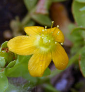 Image de Hypericum anagalloides Cham. & Schltdl.