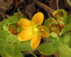 Image de Hypericum anagalloides Cham. & Schltdl.