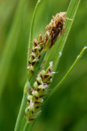 Image of golden sedge