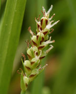 Image of golden sedge