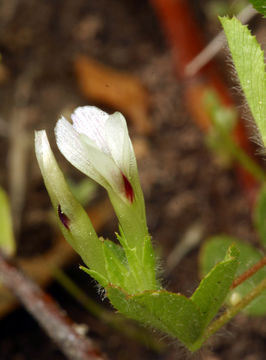 Plancia ëd Trifolium monanthum var. parvum (Kellogg) McDermott