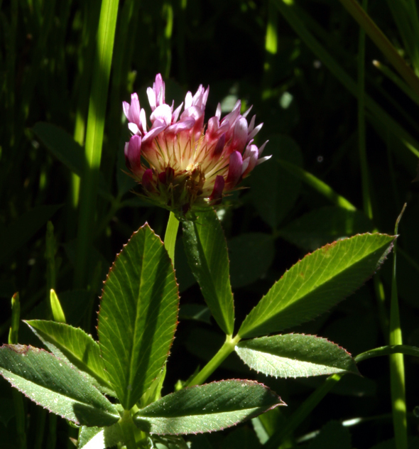 Image of cows clover