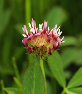 Слика од Trifolium wormskioldii Lehm.