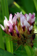 Image of cows clover